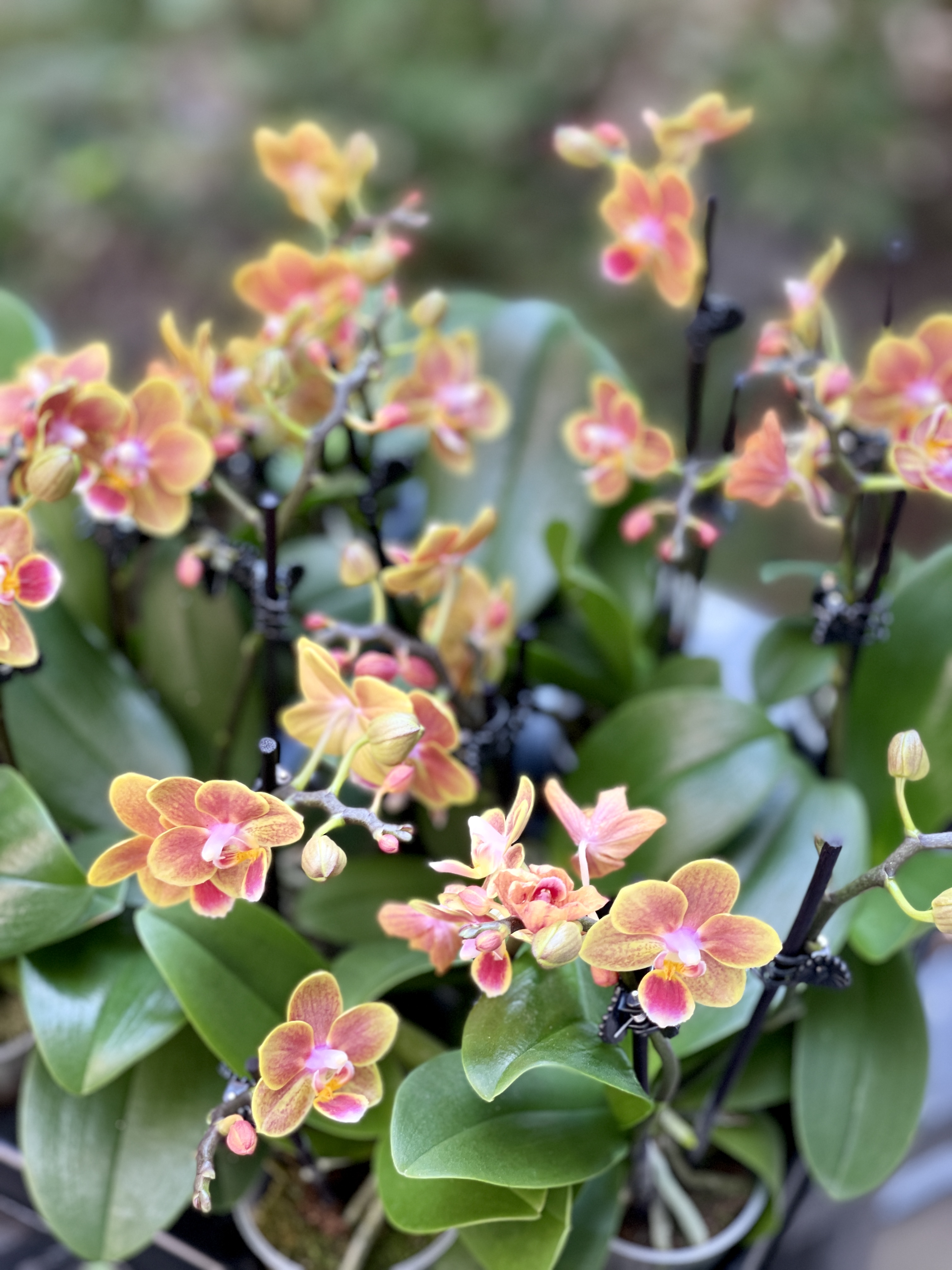 Орхидея Фаленопсис Персиковая (Phalaenopsis Multiflora) D6см