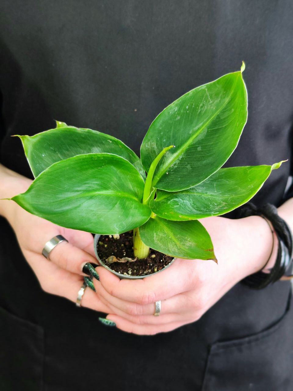 Комнатное растение Банан Муса Акумината (Musa Acuminata) D6см
