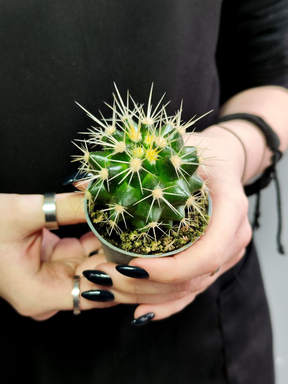 Эхинокактус Грузони (Echinocactus Grusonii) D5см