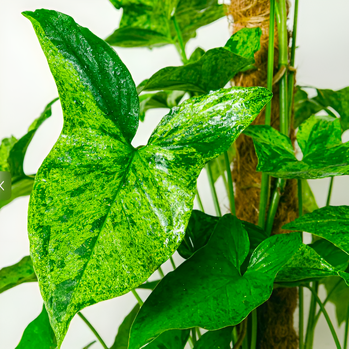 Сингониум Моттлед Мохито (Syngonium Mottled Mojito) D6см