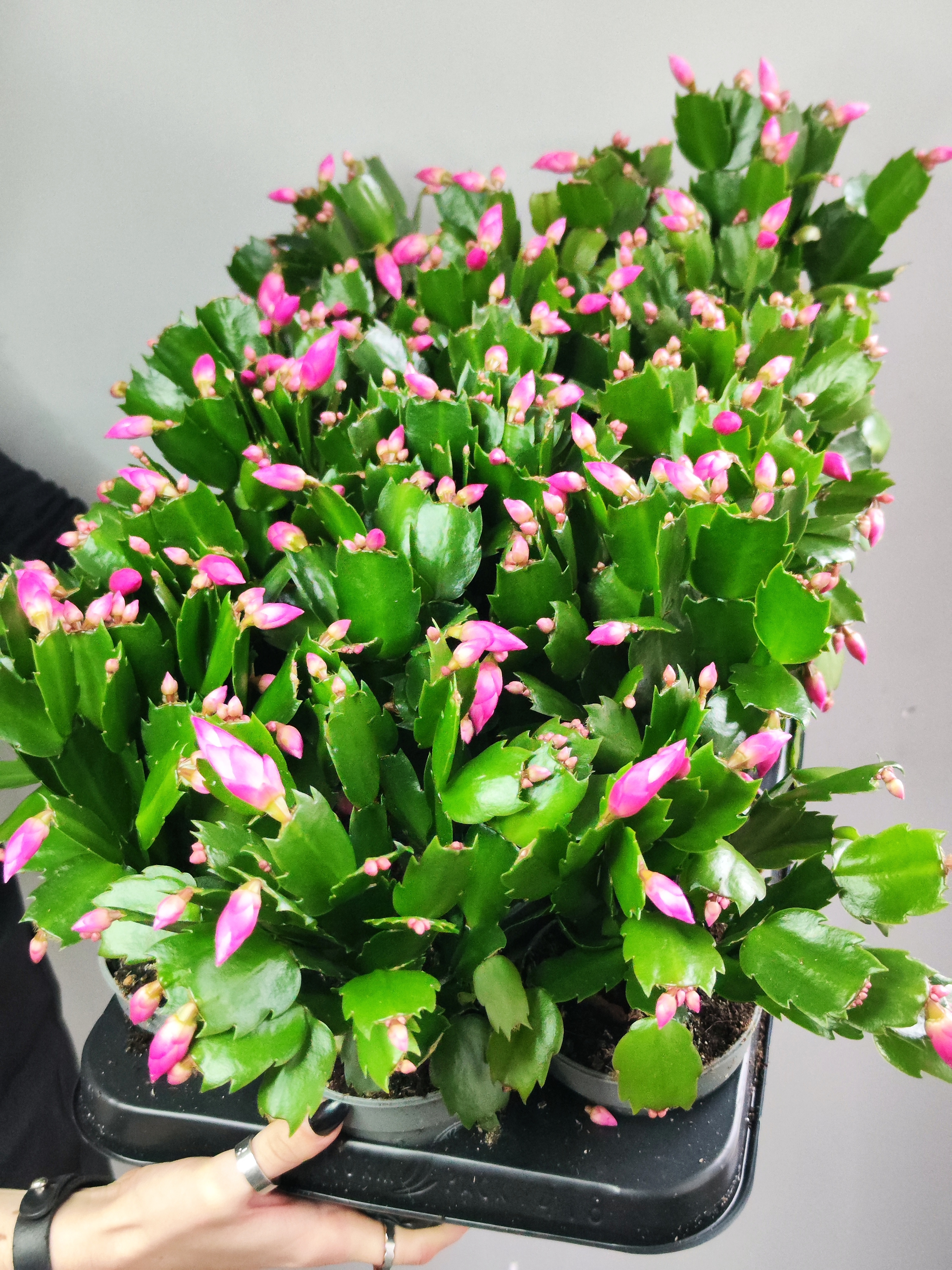 Декабрист Розовый, или Шлюмбергера (Schlumbergera Tendenza Rosa) D9см