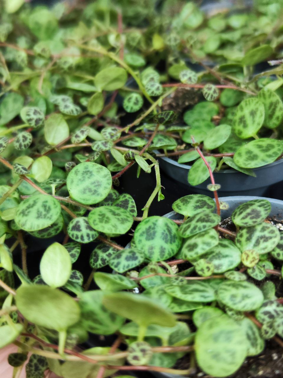 Пеперомия Прострата, или Cтелющаяся (Peperomia Prostrata) D5см
