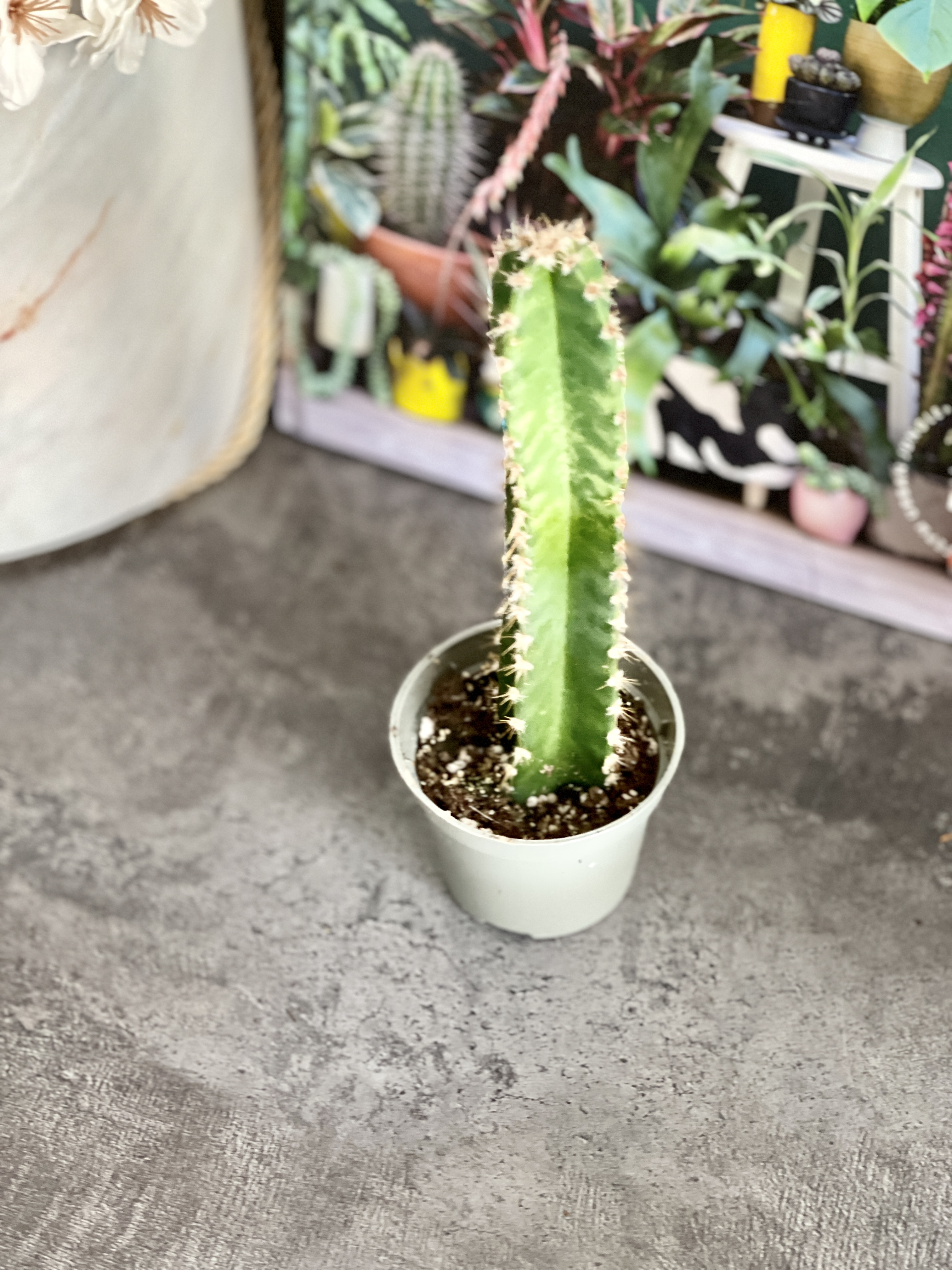 Цереус Флорида (Cereus Peruvianus Florida) D5см