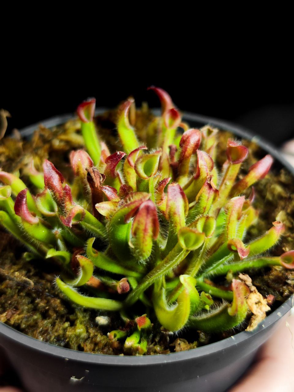 Гелиамфора Мини Грин (Heliamphora Heterodoxa x Minor) D9см