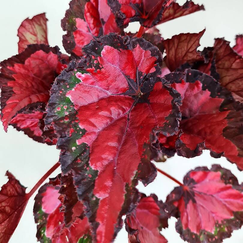 Бегония Красный Поцелуй, или Ред Кисс (Begonia Red Kiss) D6см
