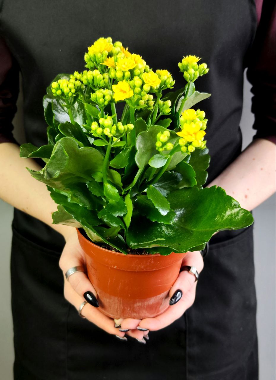 Каланхоэ Розалина Желтая (Kalanchoe Rosalina Yellow) D9см