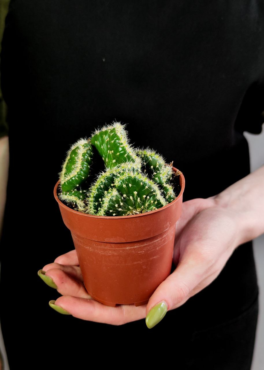 Опунция Субулата Кристата (Opuntia Subulata Cristata) D8,5см