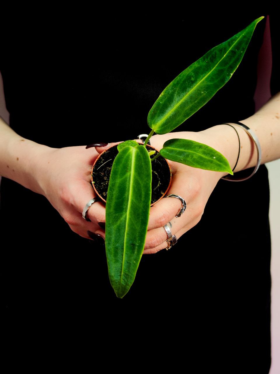 Антуриум Варока (Anthurium Warocqueanum) D6см