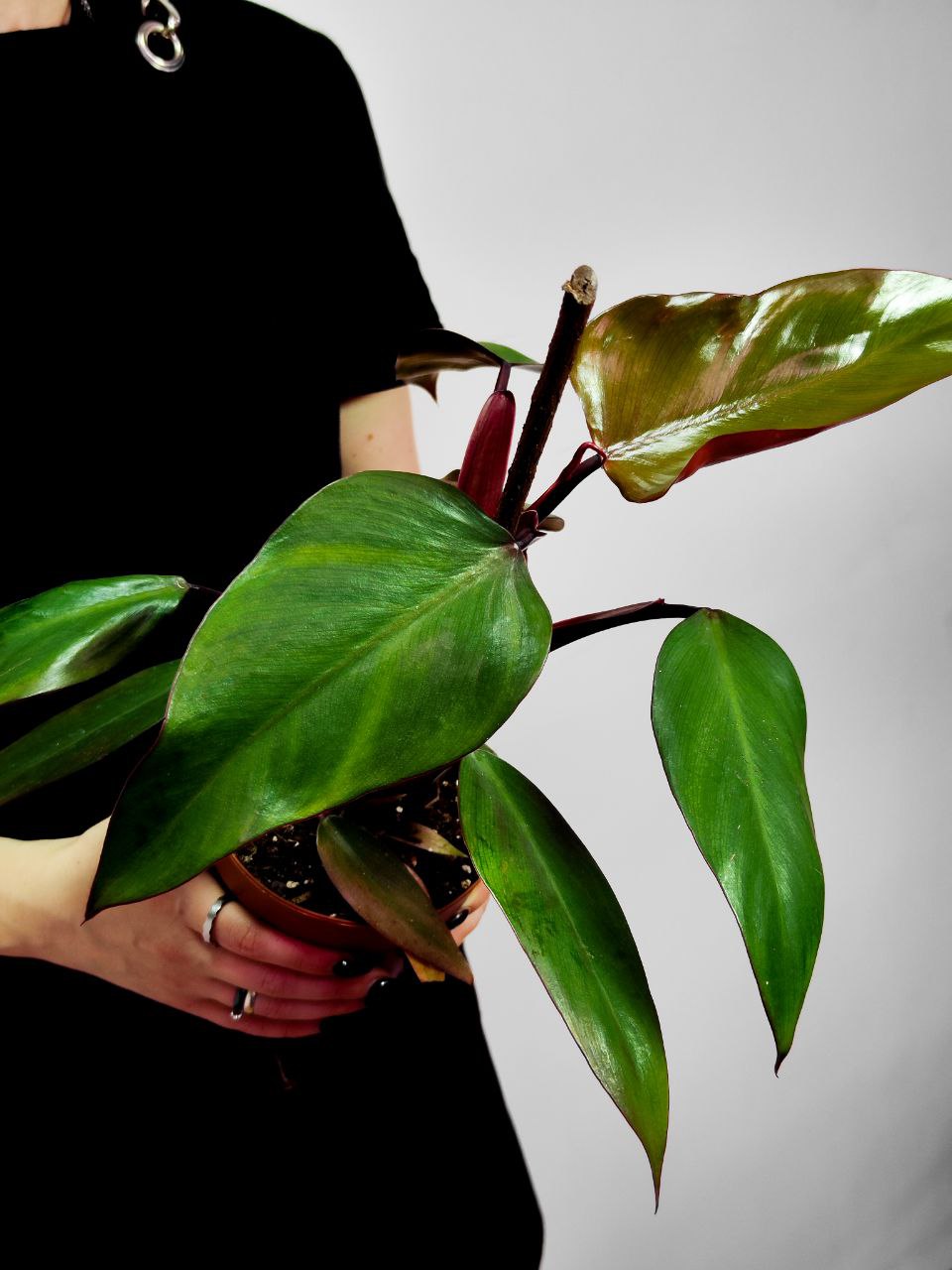 Филодендрон Ред Сан (Philodendron Red Sun) D12см