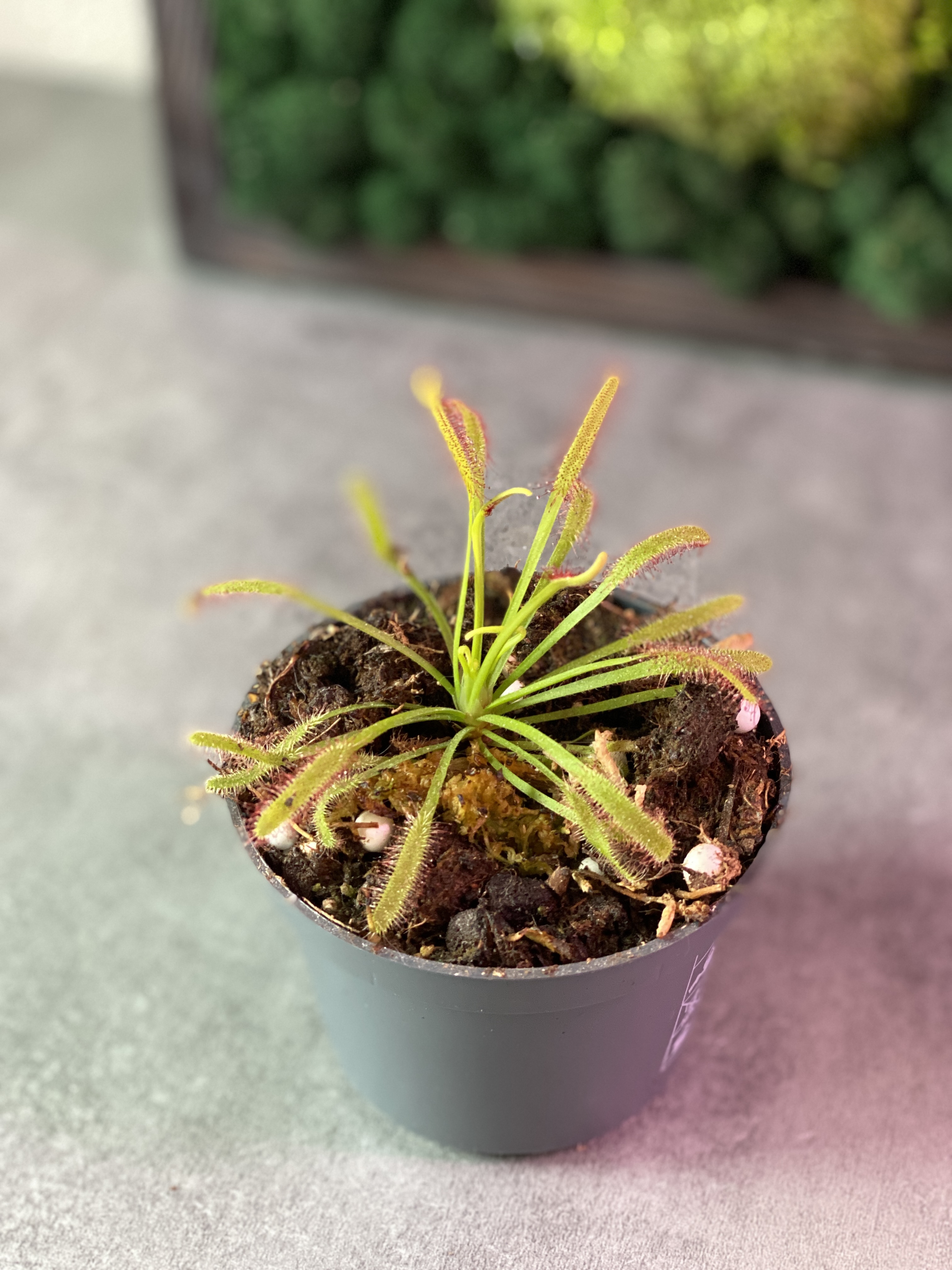 Росянка Капская (Drosera Capensis) D5см