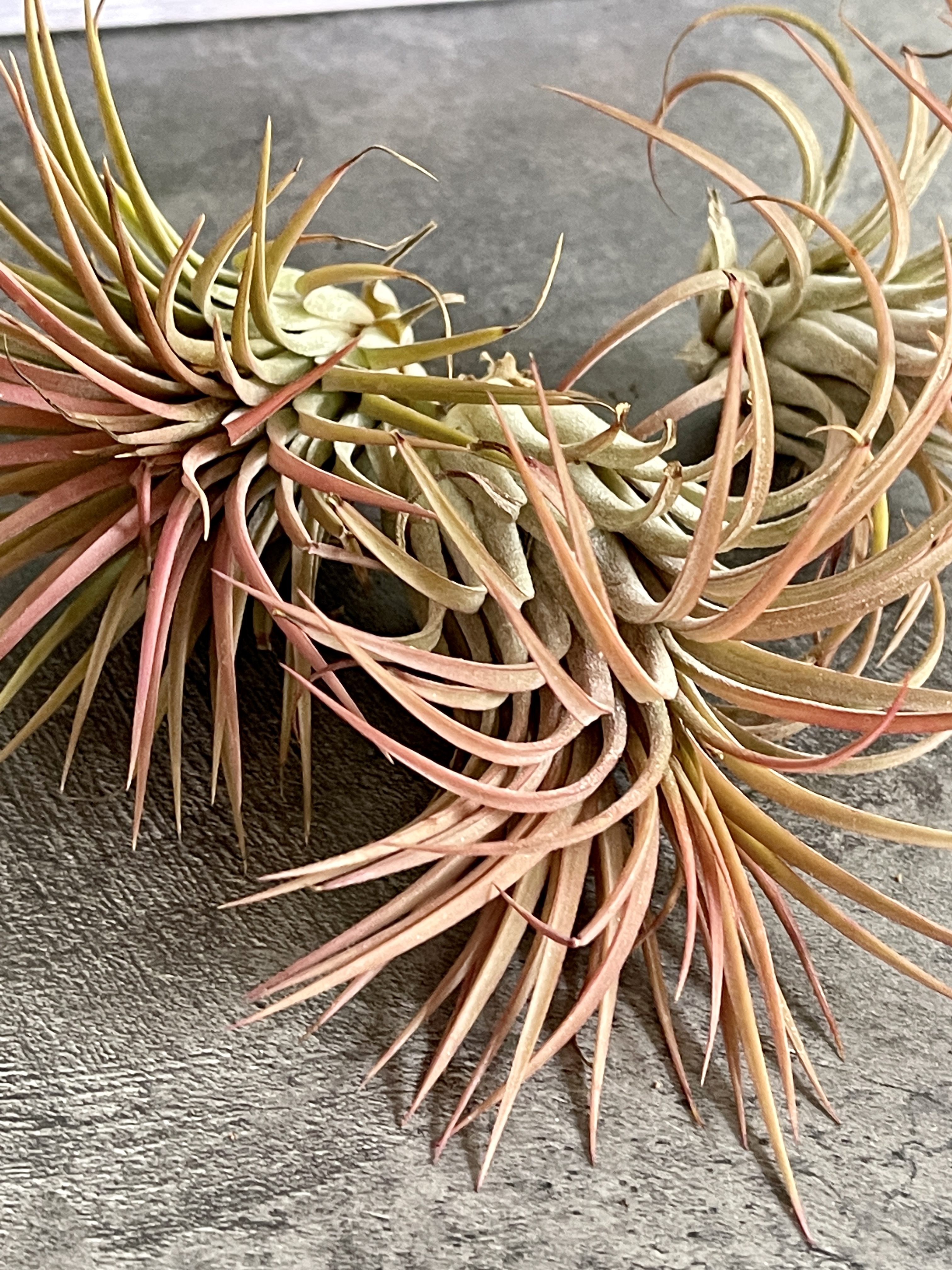 Тилландсия Ионанта Красная XL (Tillandsia Ionantha Red)