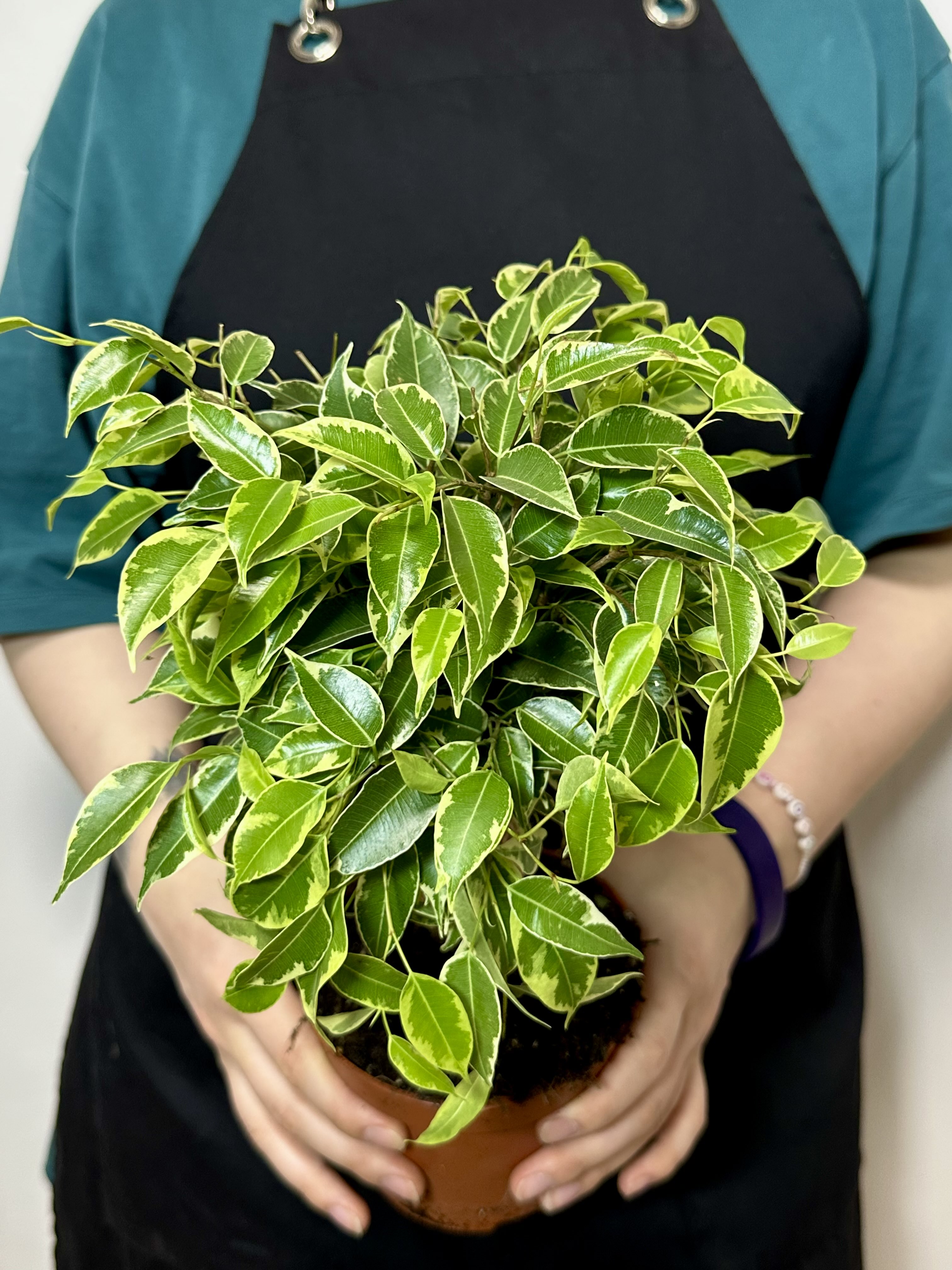 Фикус Бенджамина Кинки в джуте (Ficus Be Kinky Jute Stam) D12см