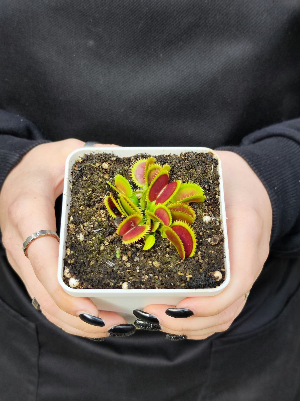 Венерина Мухоловка, Дионея Зверская Акула (Dionaea Muscipula Brutal Shark) D9см