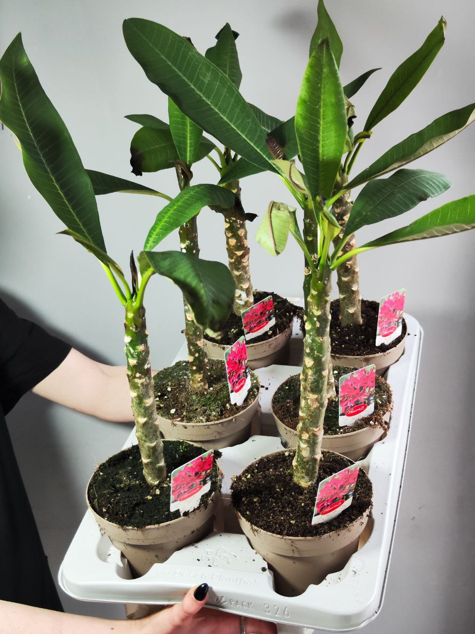 Плюмерия Рубра (Plumeria Rubra) D14см