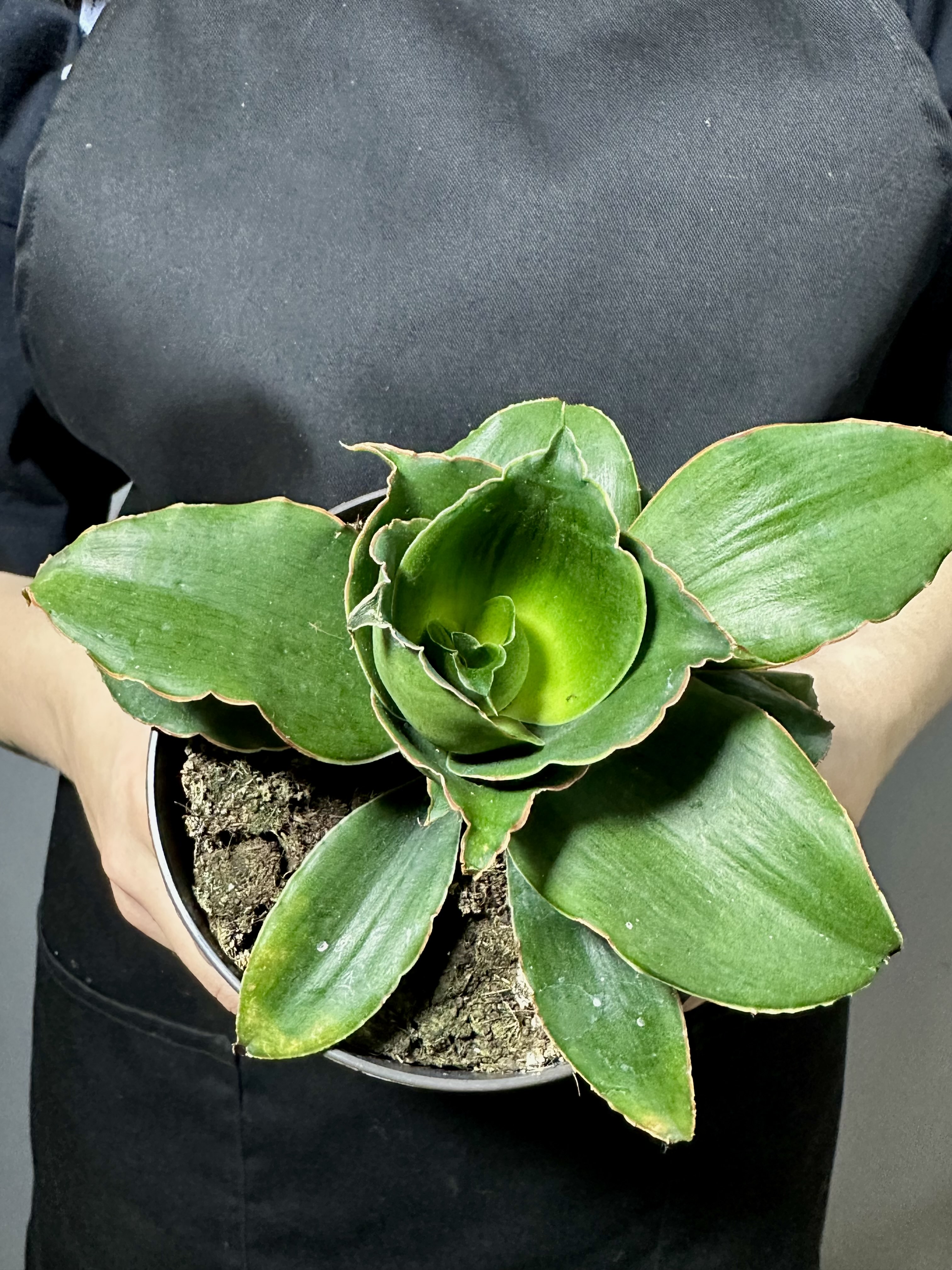 Сансевиерия Стар Роуз (Sansevieria Star Rose) D12см