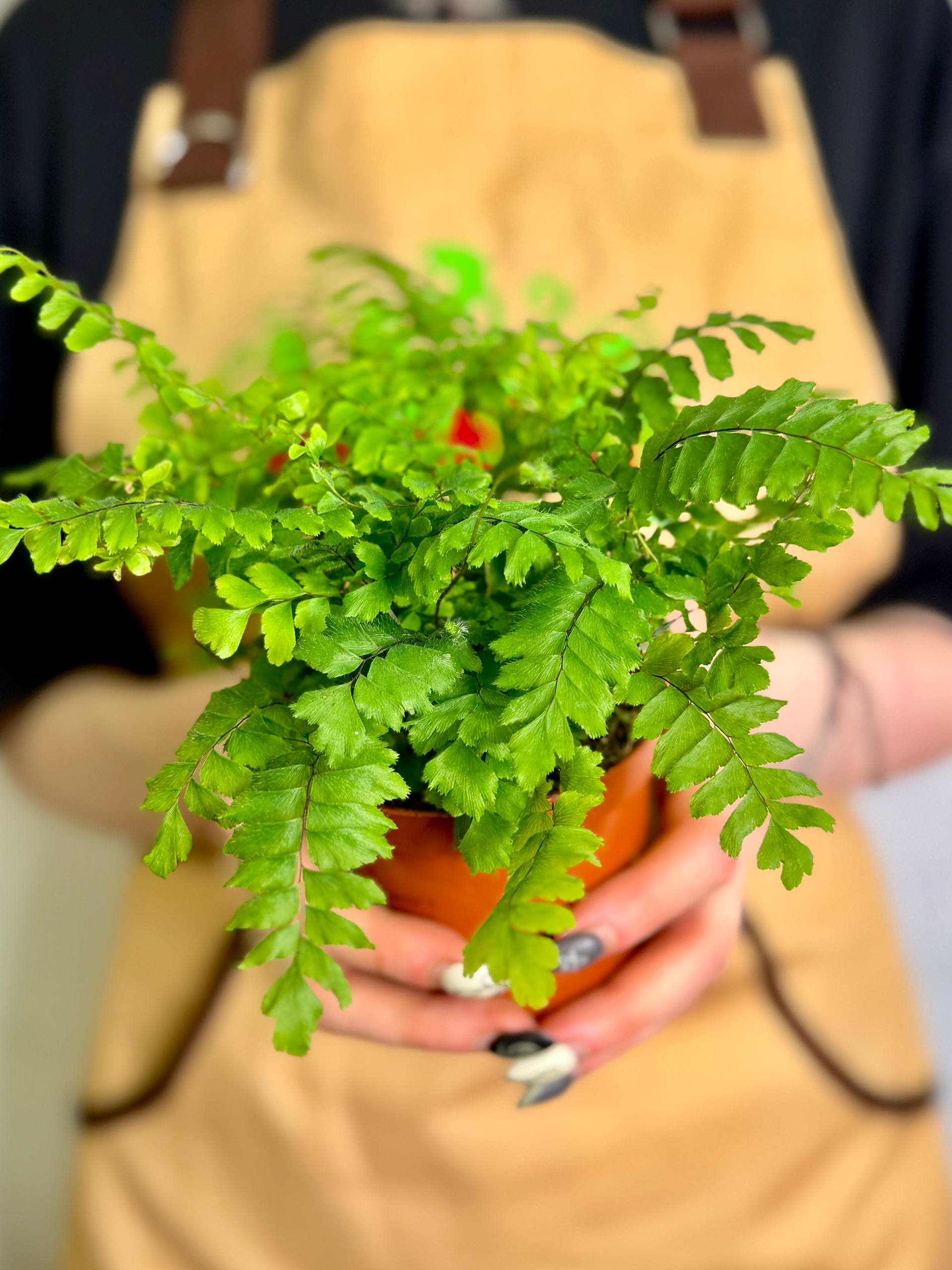 Адиантум Хиспидилум (Adiantum Hispidulum) D8,5см