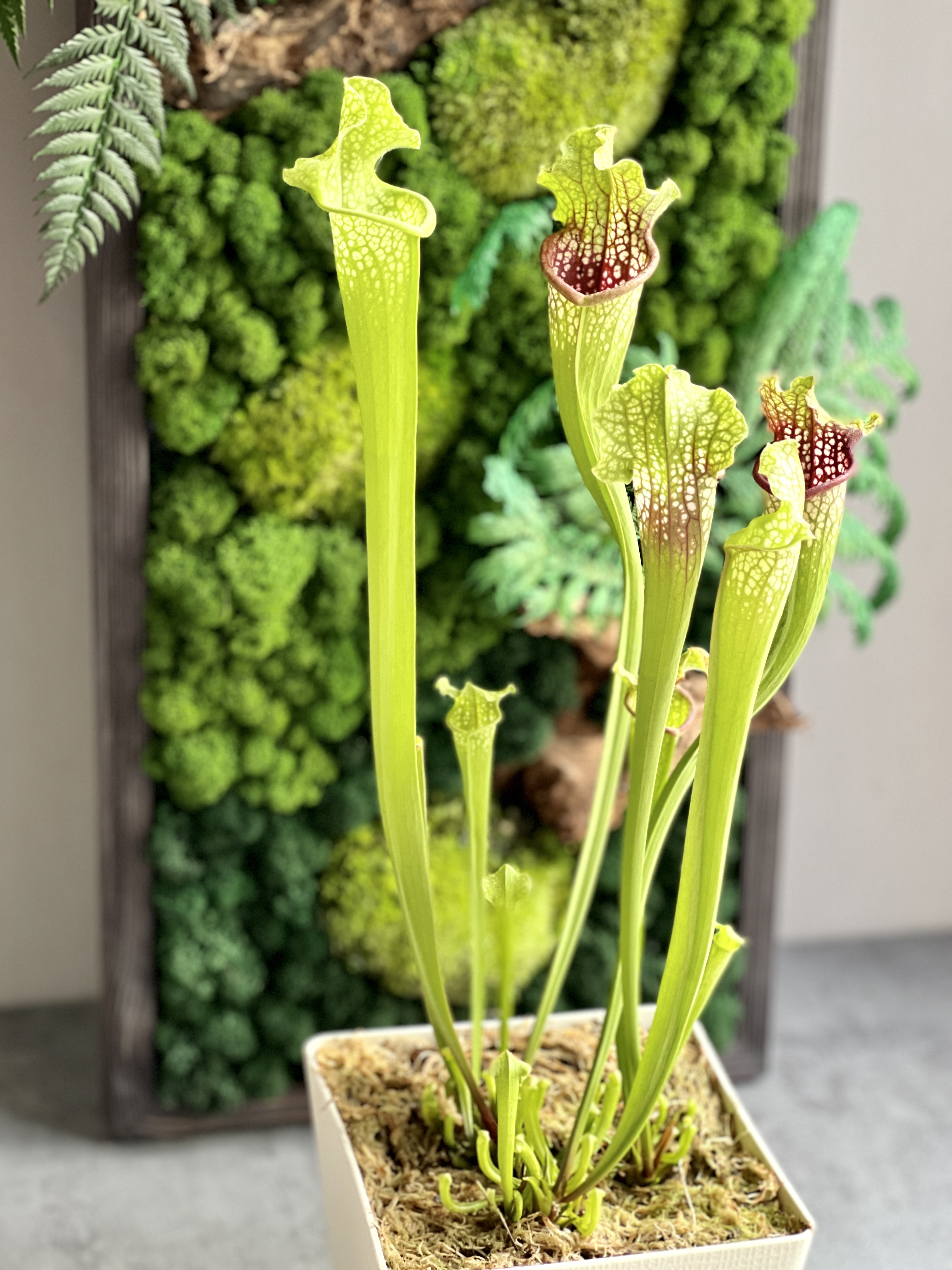 Саррацения Лейкофилла Красная (Sarracenia Leucophylla Red) пересаженная D15см