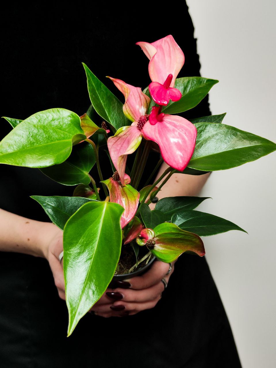 Антуриум Андреанум Перл Матата (Anthurium Andrianum Pearl Matata) D9см