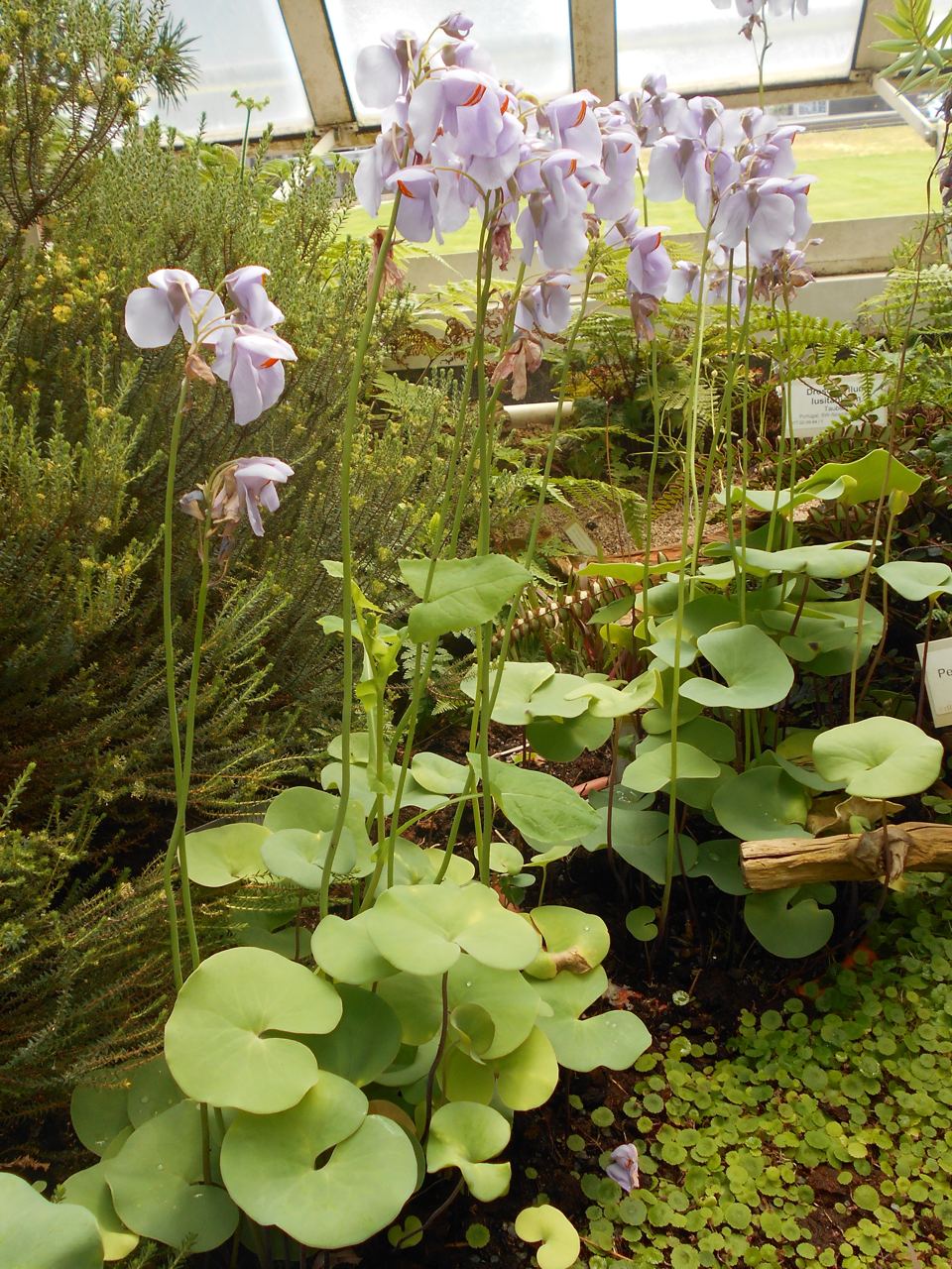 Пузырчатка почковидная (Utricularia reniformis)