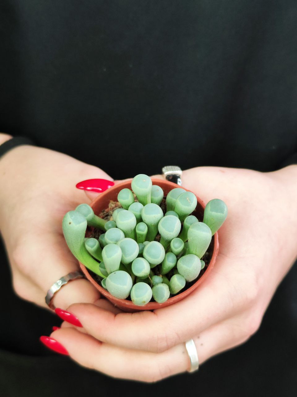 Фенестрария Булаволистная Ропалофилла (Fenestraria Rhopalophylla) D5см