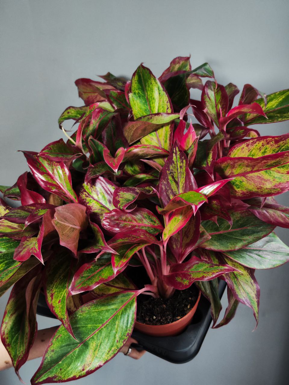 Аглаонема Крит Флейм (Aglaonema Crete Flame) D12см