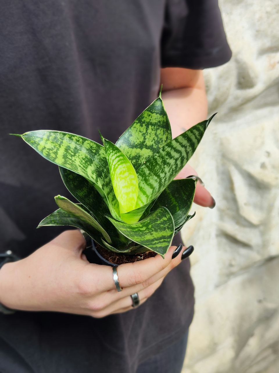 Сансевиерия Ханни Грин (Sansevieria Hahnii Green) D6см