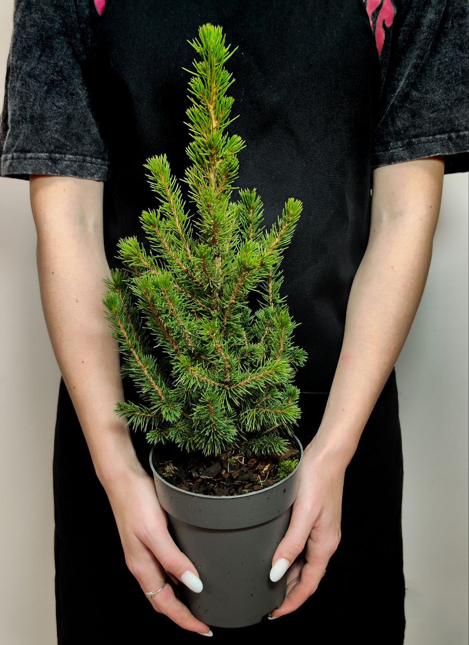 Ель Глаука Коника (Picea Glauca Conica) D9см, живая елка в горшке