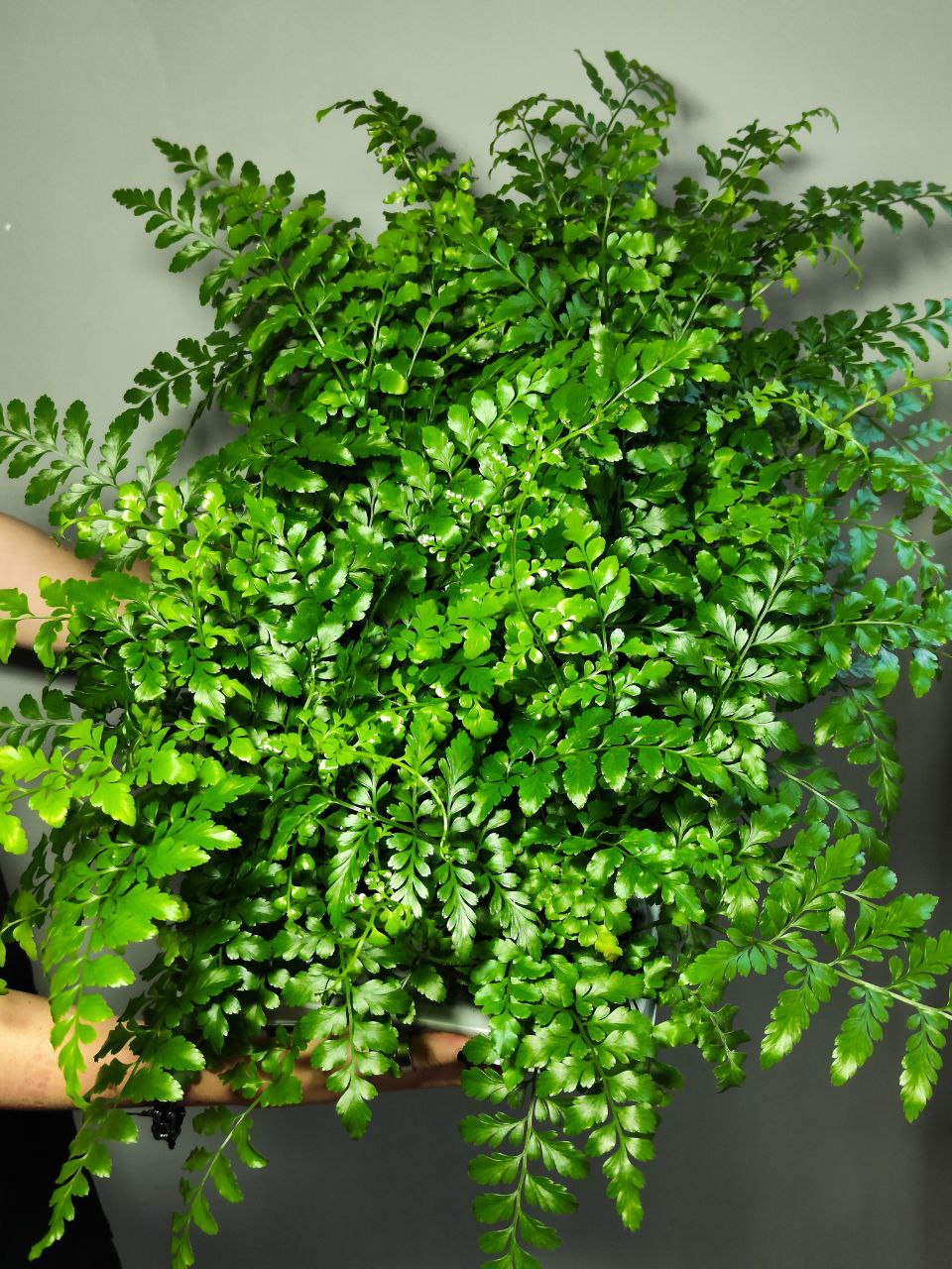 Папоротник Асплениум Парвати (Asplenium Dimorphum Parvati) D11см