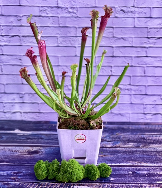 Саррацения Стивенси (Sarracenia Stevensii) пересаженная D12