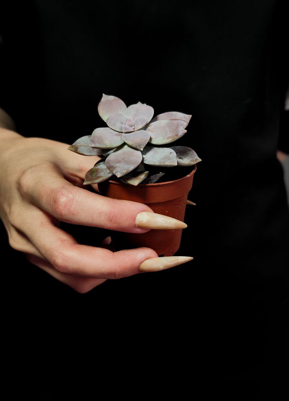Граптоверия Супербум (Graptoveria Superbum) D5см
