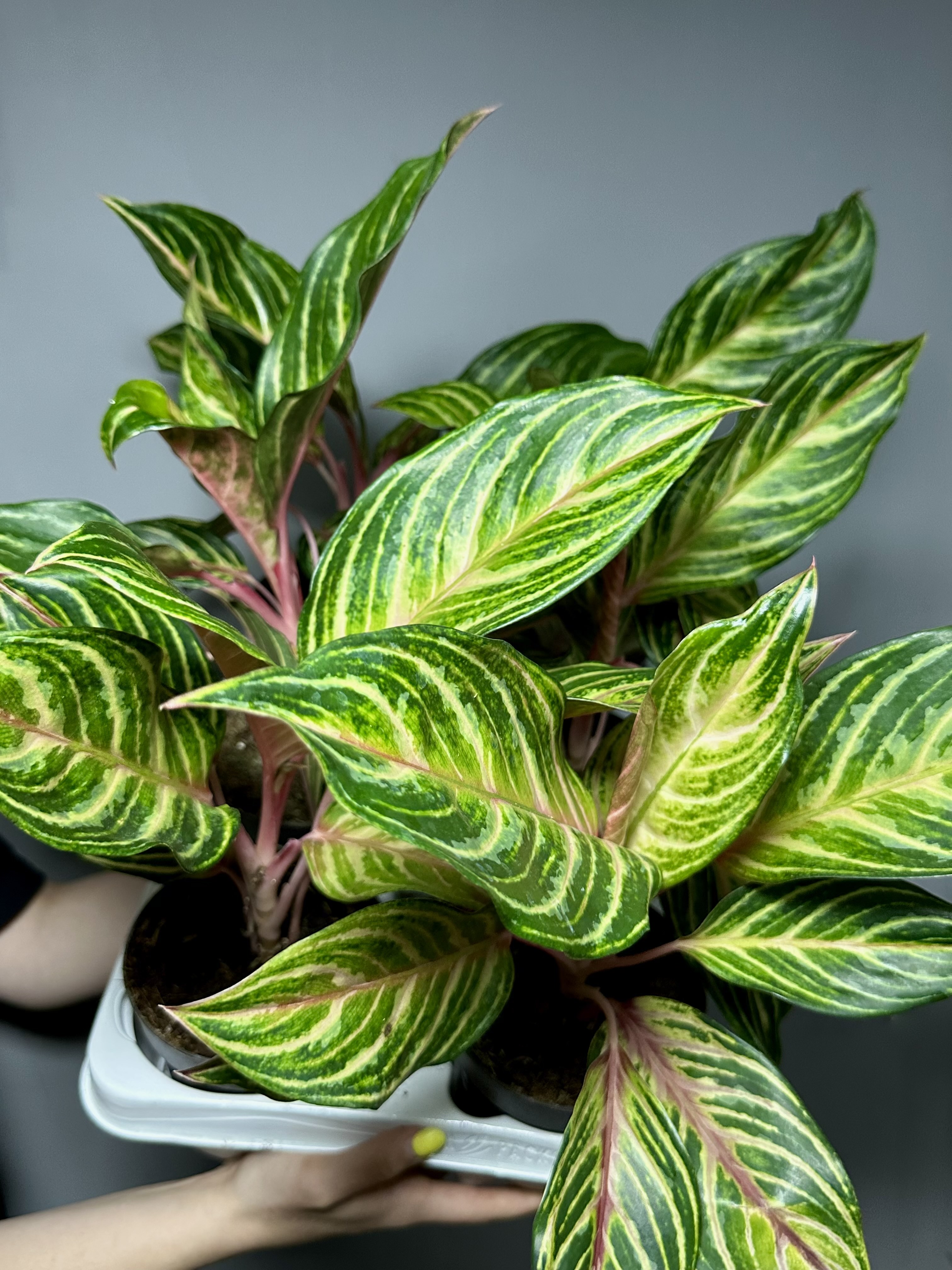 Аглаонема Дримкетчер (Aglaonema Dreamcatcher) D12см