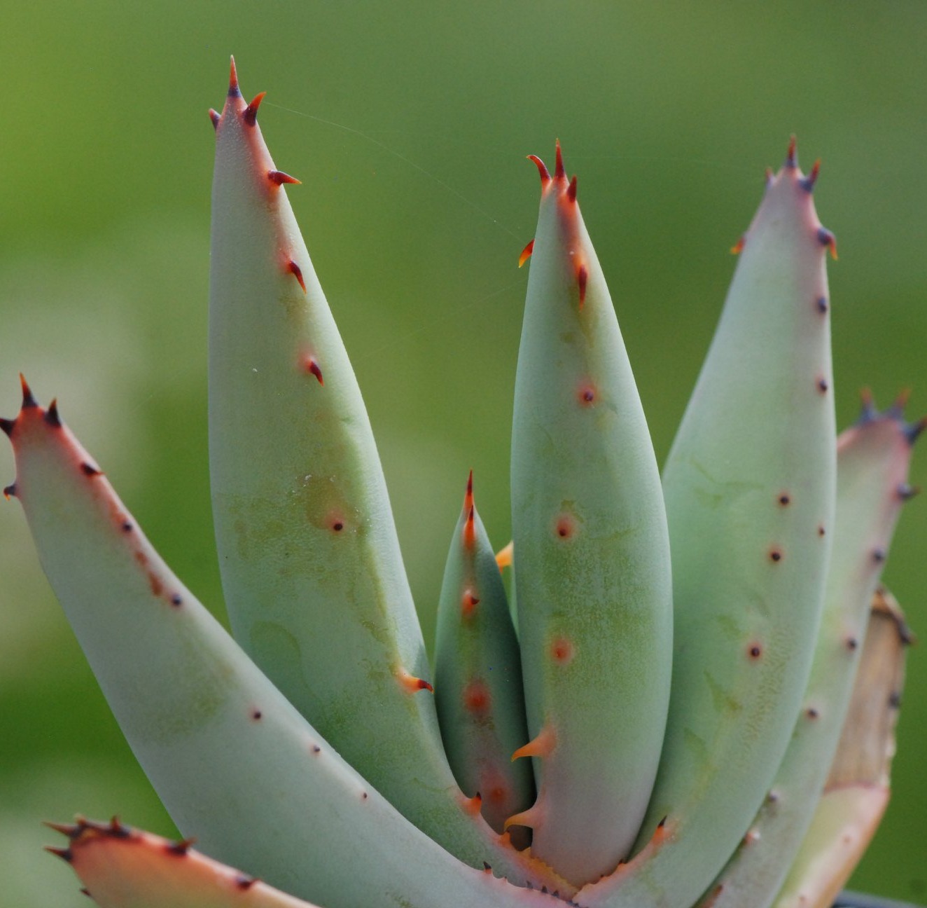Алоэ булавоцветковое, или Алоэ Клавифлора (Aloe Claviflora) D5см