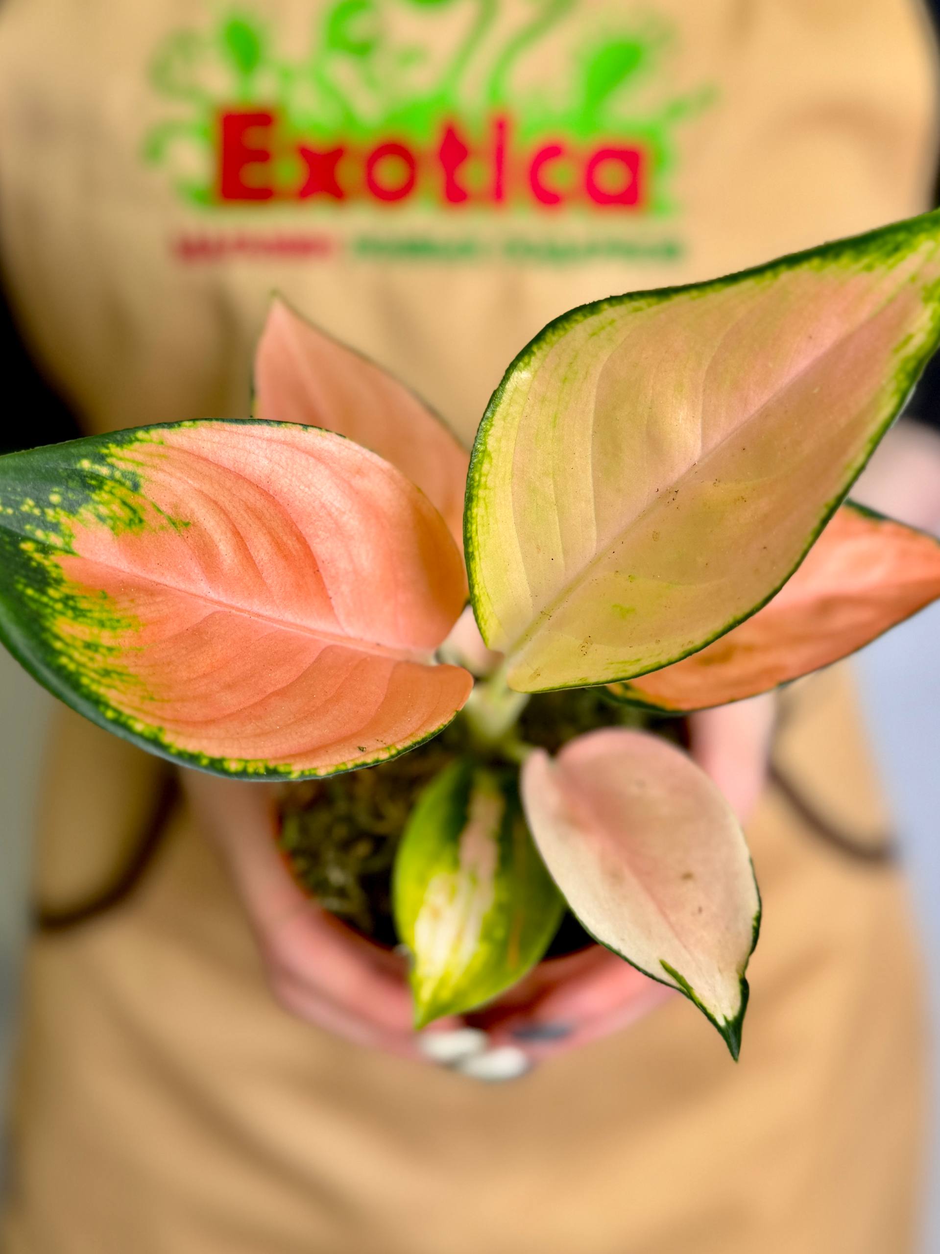 Аглаонема Пич Кочин (Aglaonema Peach Cochin) D10см