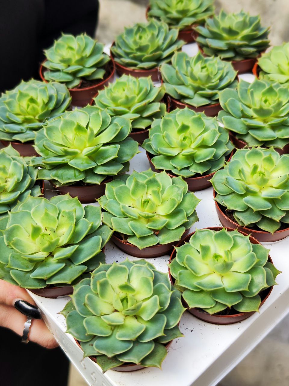 Эхеверия Деренберга Грин (Echeveria Derenbergii Green) D5см