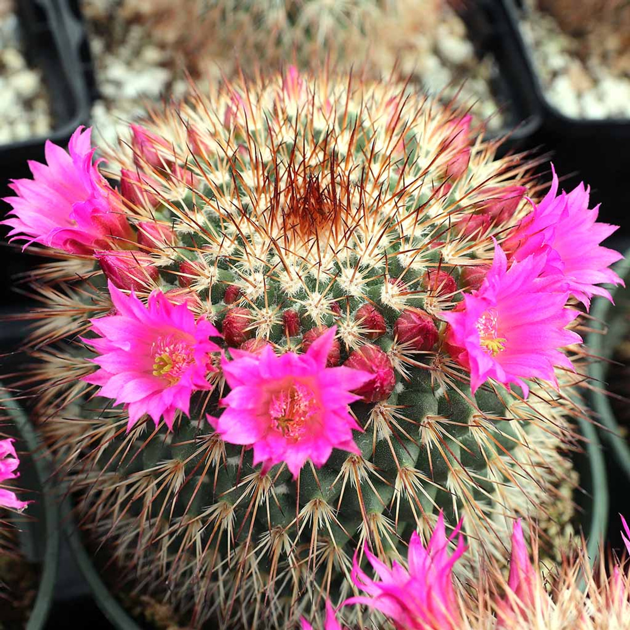Маммиллярия Превосходная Одиночная (Mammillaria Perbella) D5см