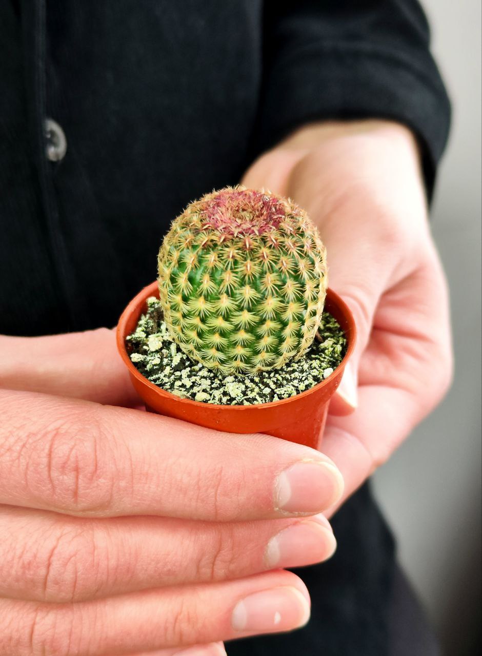 Эхиноцереус Ригидиссимус Рубриспинус (Echinocereus Rigidissimus Rubispinus) D5см
