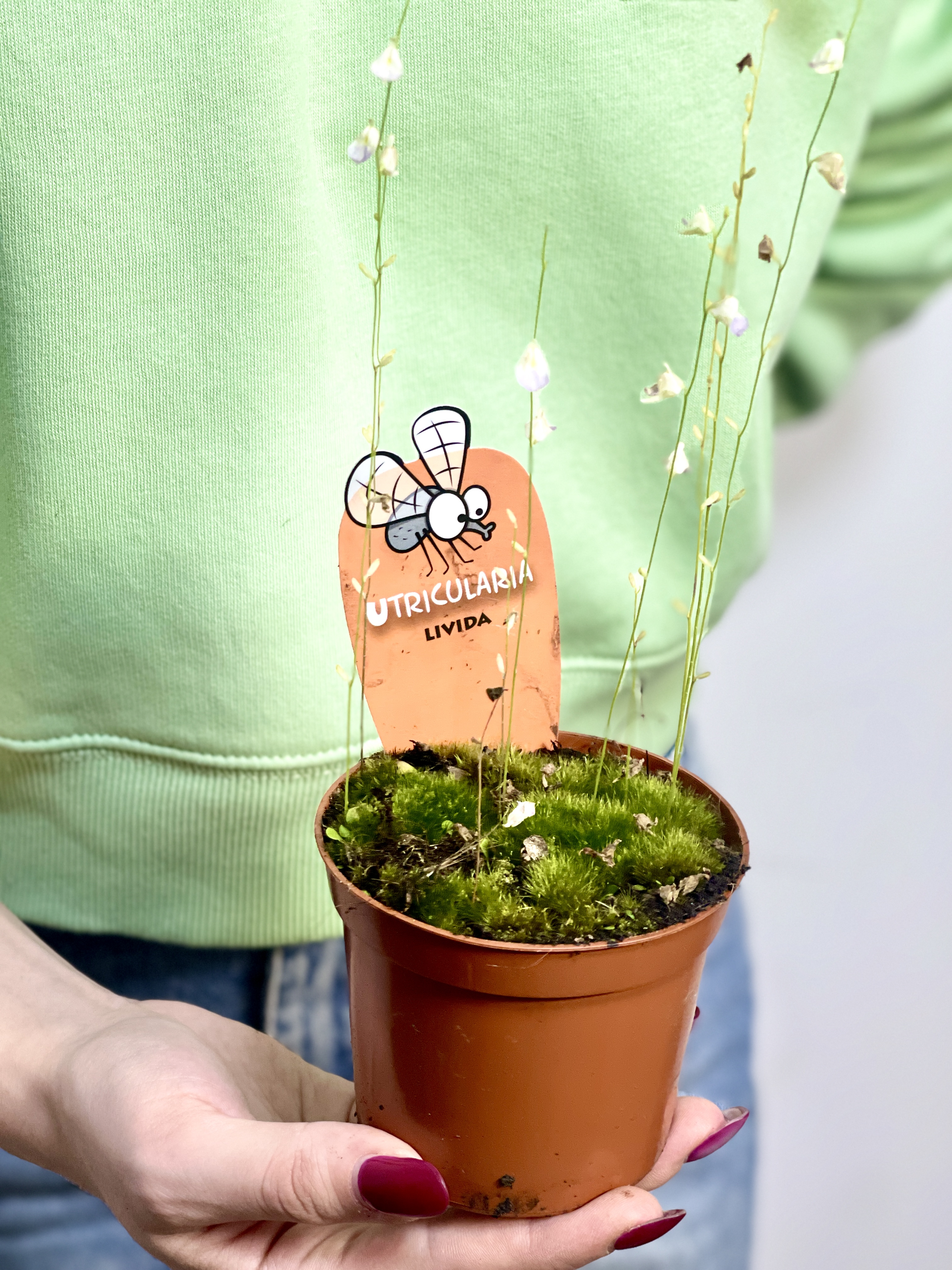Пузырчатка Свинцовая, или Утрикулярия Ливида  (Utricularia Livida) D9см