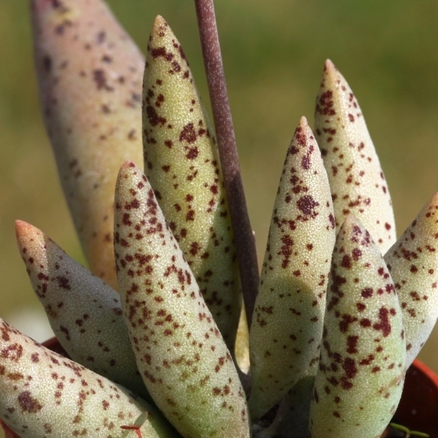 Адромискус Филикаулис, или Тонкостебельный (Adromischus Filicaulis) D5см