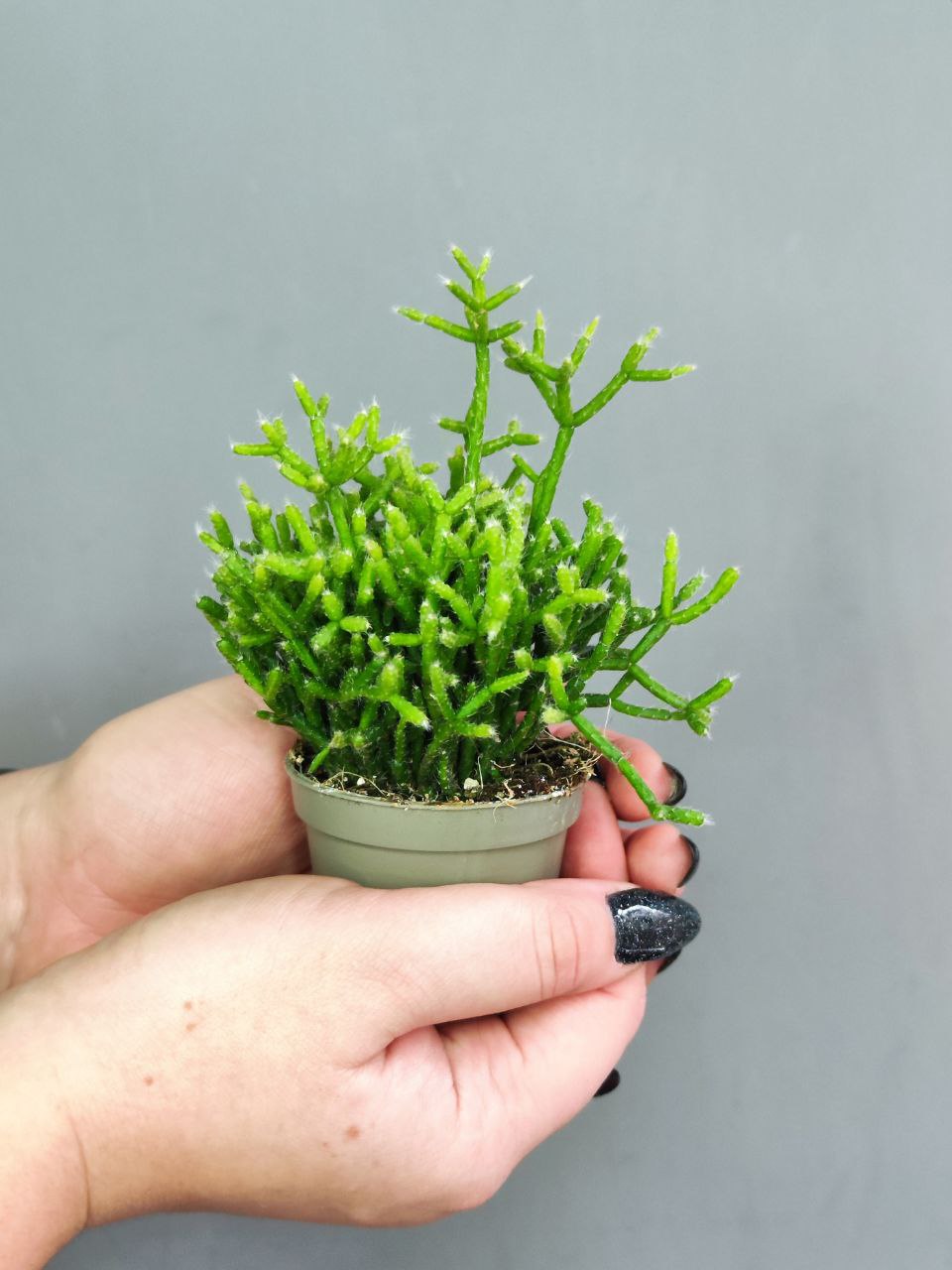 Рипсалис Цереускула (Rhipsalis Cereuscula) D5см