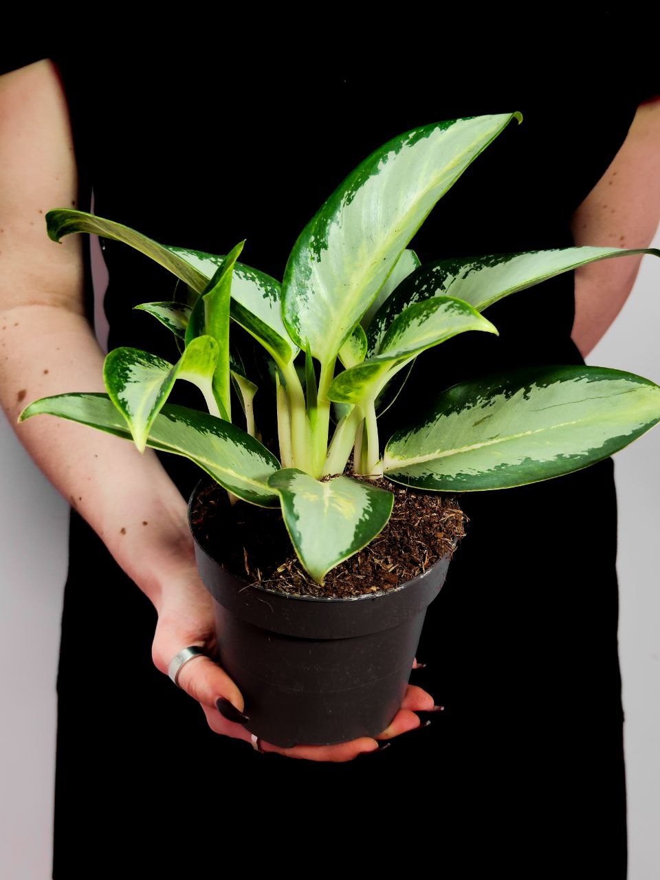 Аглаонема Сильвер Блю (Aglaonema Silver Blue) D12см