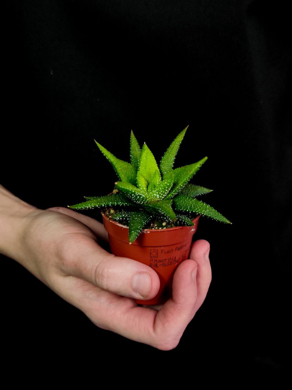 Хавортия Энон  (Haworthia Enon) D5см