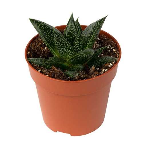 Гастерия Лимпопо (Gasteria Limpopo) D5см