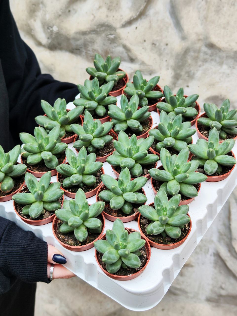 Пахифитум Фиткай Грин (Pachyphytum Fitkai Green) D5см