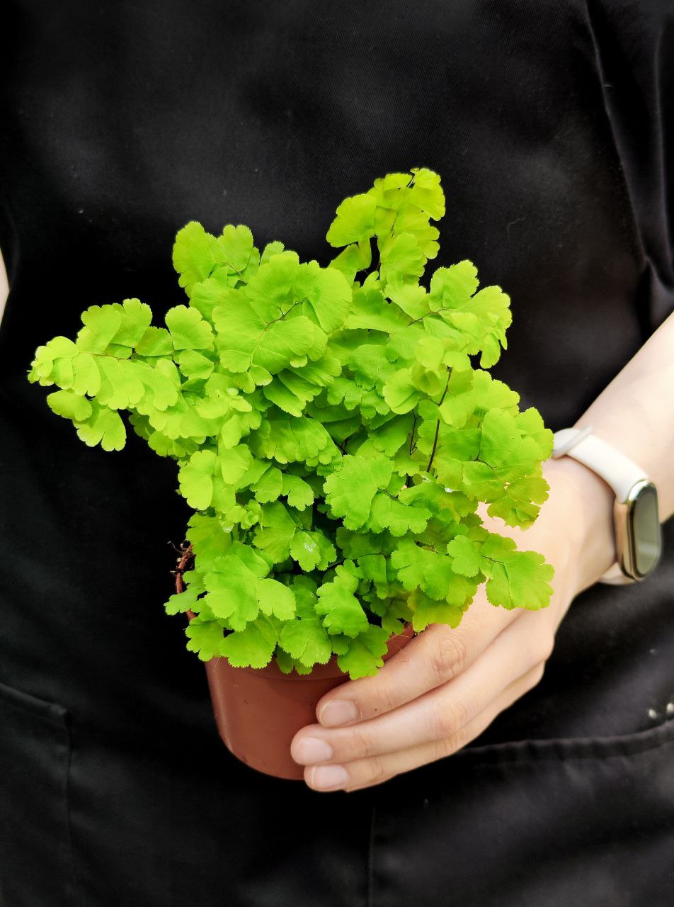 Адиантум Фрагранс, или Курчавый Папоротник (Adiantum Fragrans) D8,5см