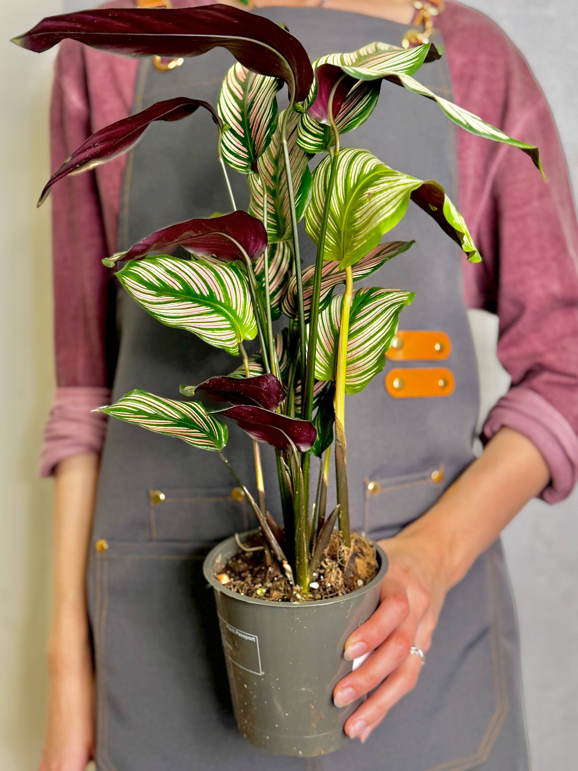Калатея Витатта (Calathea Species Vittata) D12см