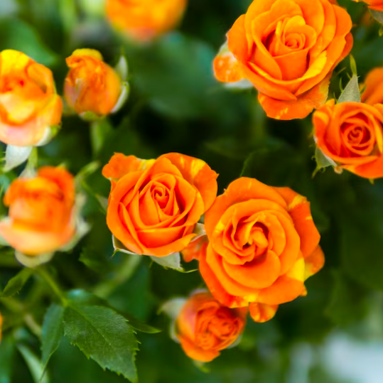 Роза оранжевая комнатная (Rose Orange) D9см