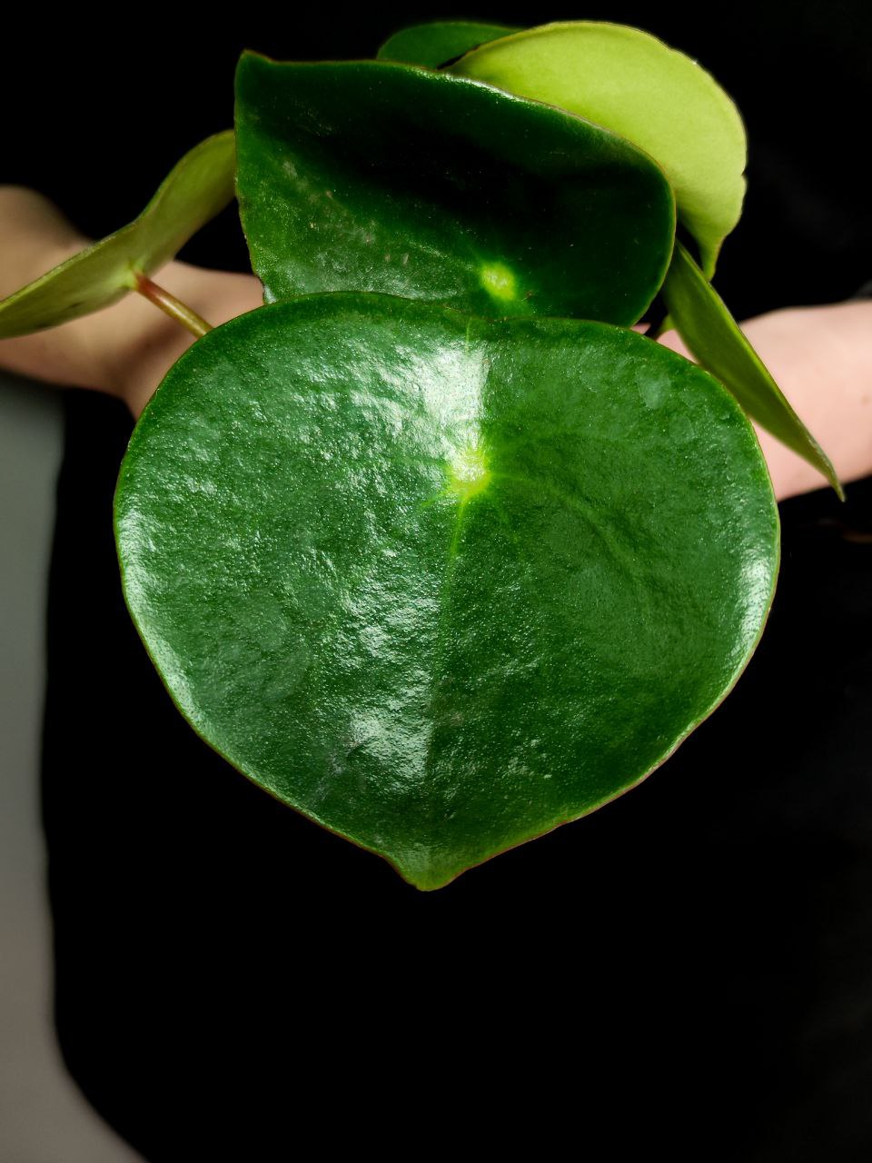 Пеперомия Рейндроп (Peperomia Polybotrya Raindrop) D12см