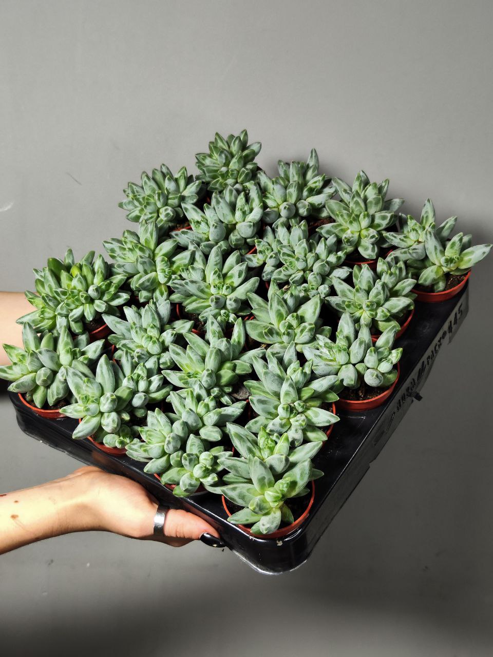 Пахифитум Компактный Груп (Pachyphytum Compactum Group) D5см