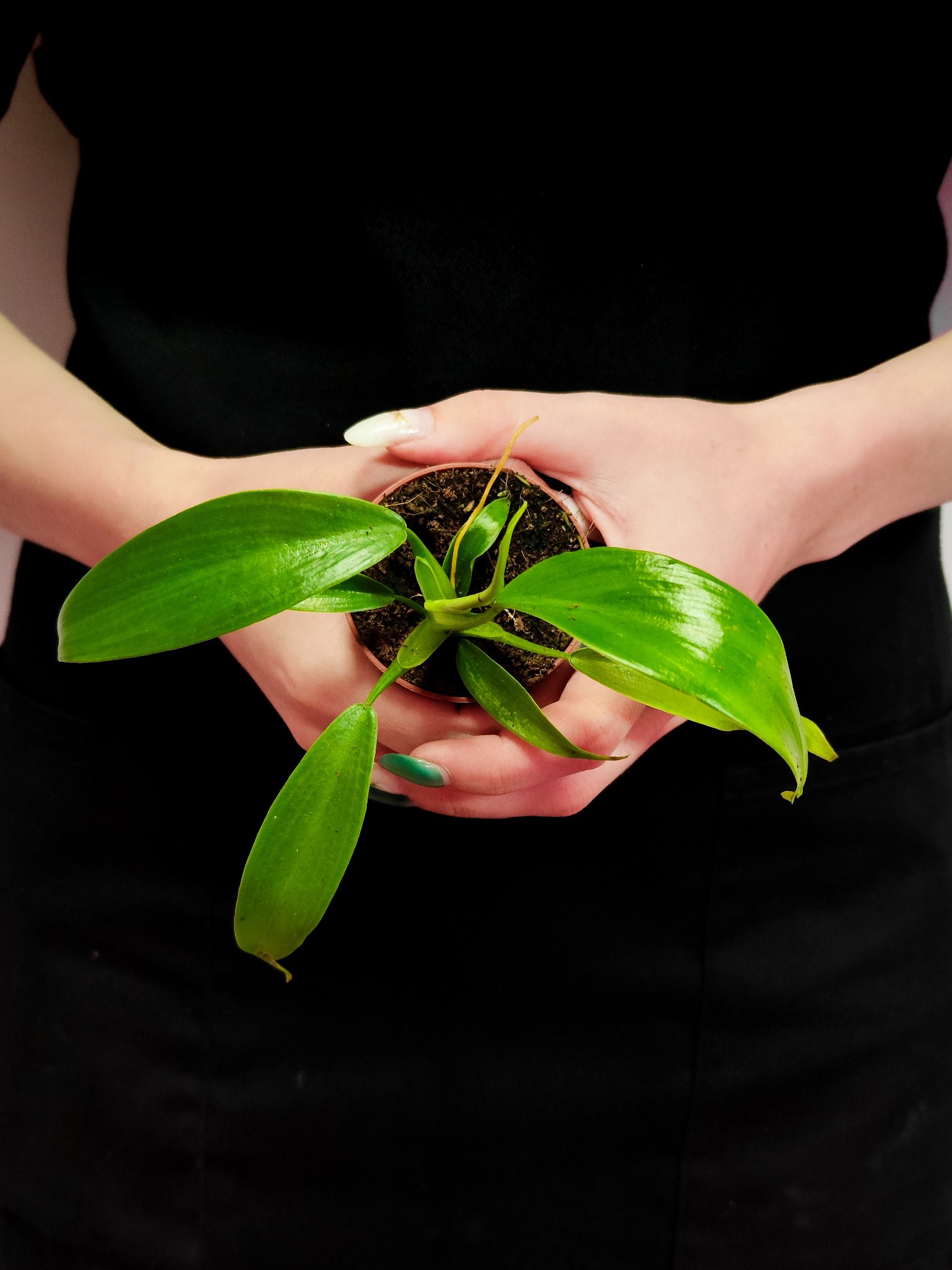 Филодендрон Гитаровидный (Philodendron Panduriforme) D6см