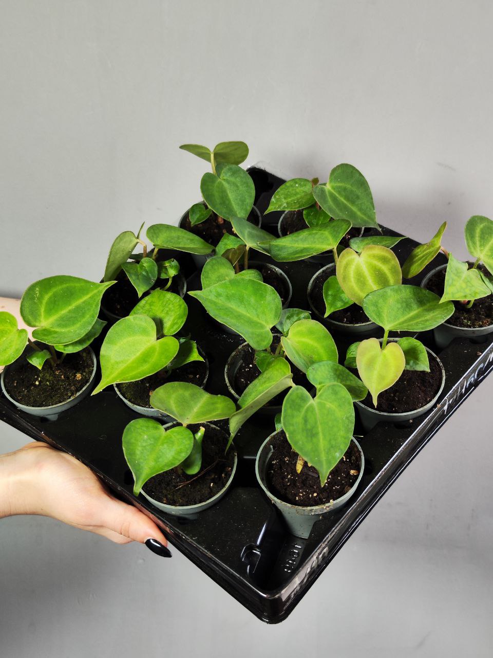 Антуриум Кларинервиум (Anthurium Clarinervium) D6см